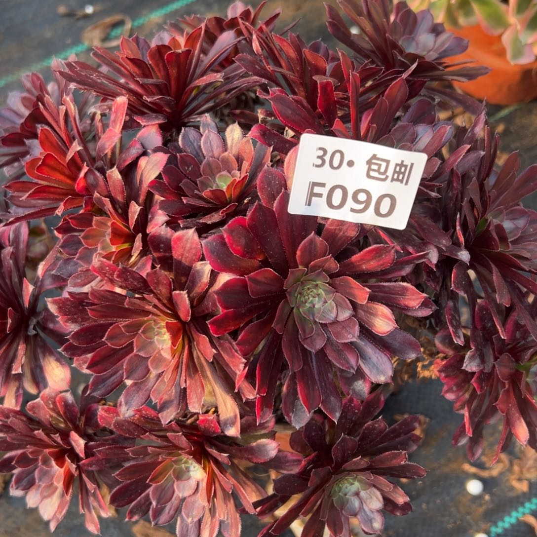 090黄蓉多肉法师