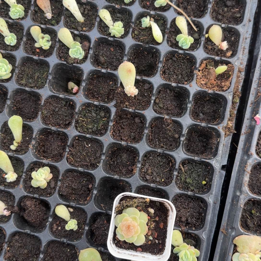 风花41 穴一个外棚满25包邮
