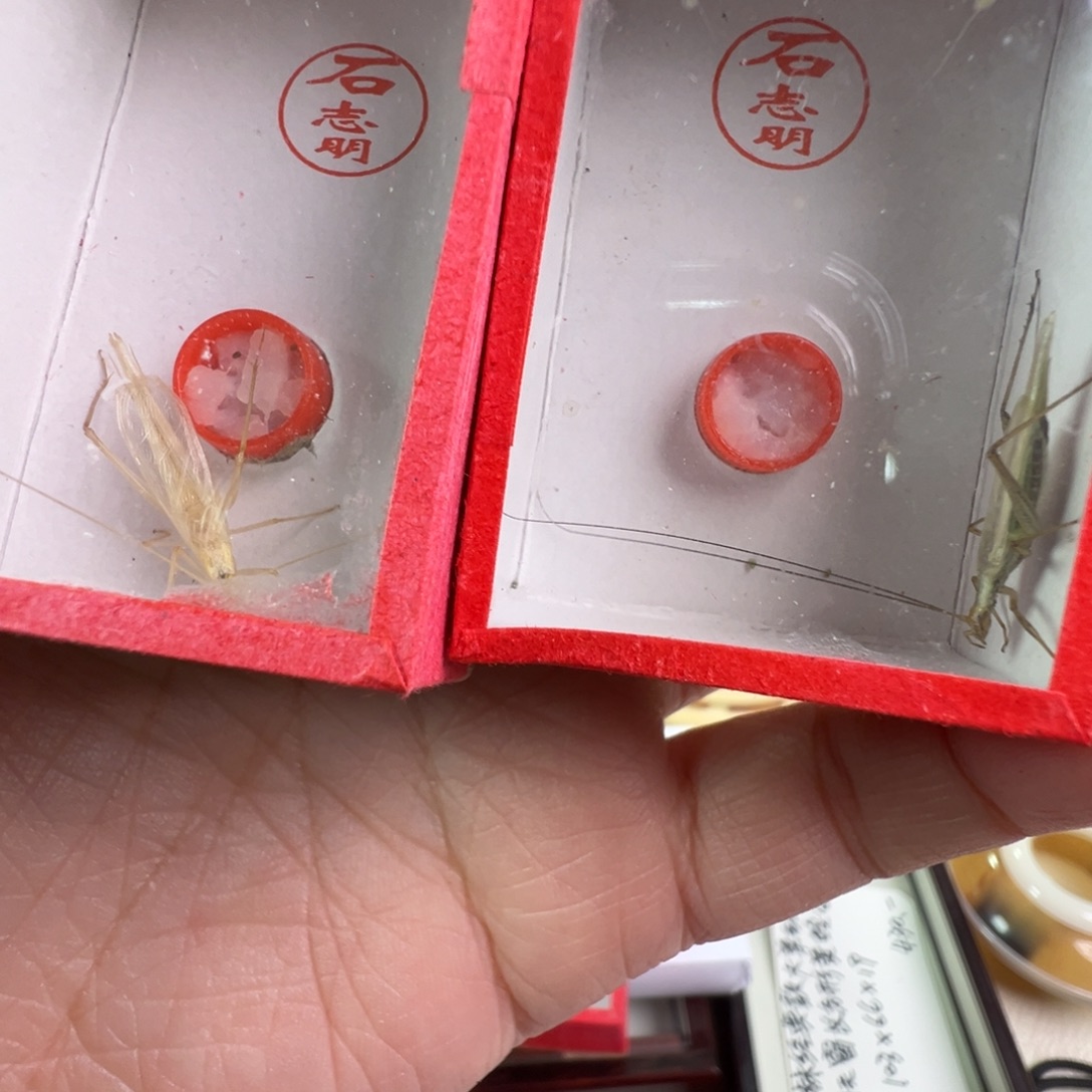 一个石杂青黑紫竹蛉