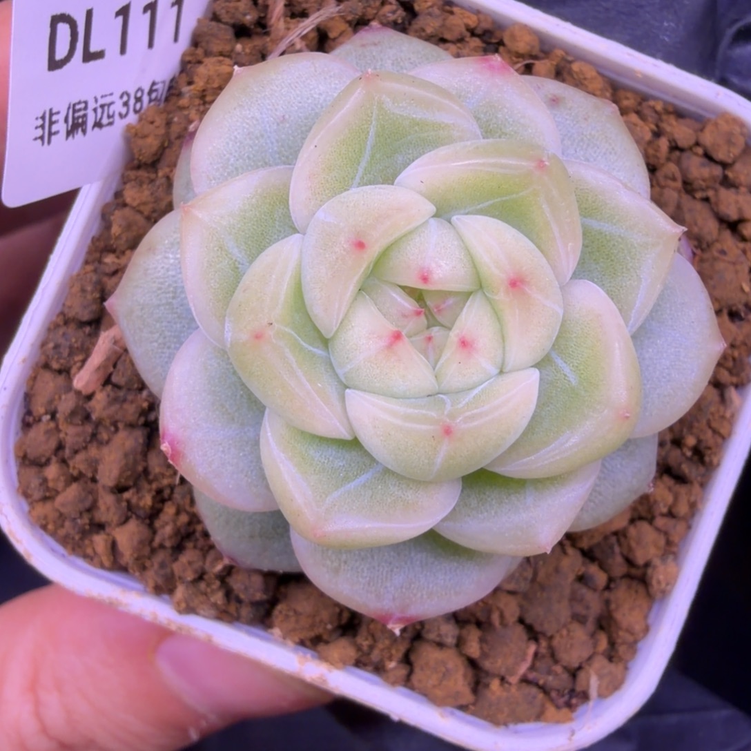 111东篱下多肉植物哈哈哈111