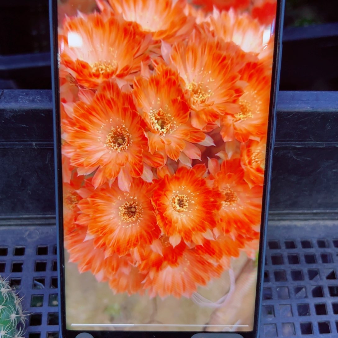 下7丽花30 歪无根侧芽3公分左右20包邮