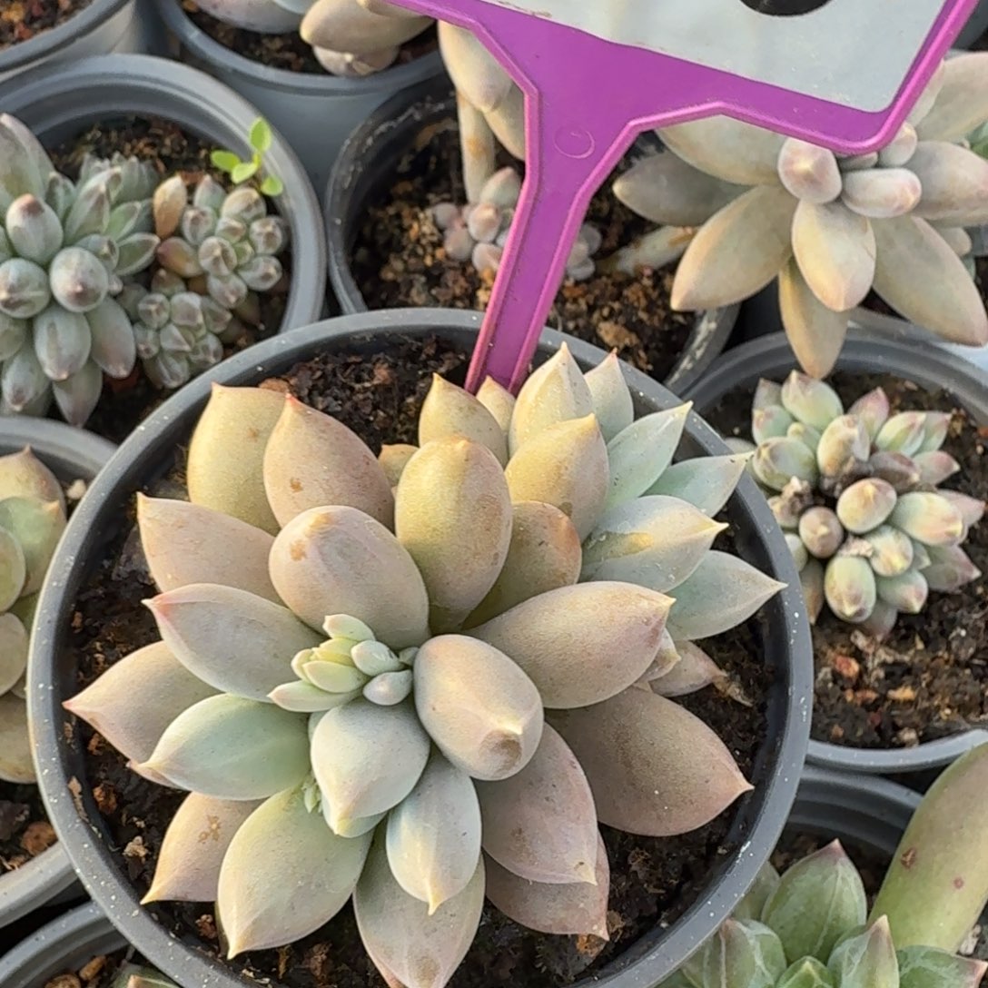 海豚体哥特多肉植物819