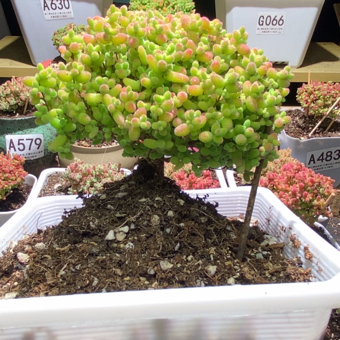 0*8补差价A129换成A666