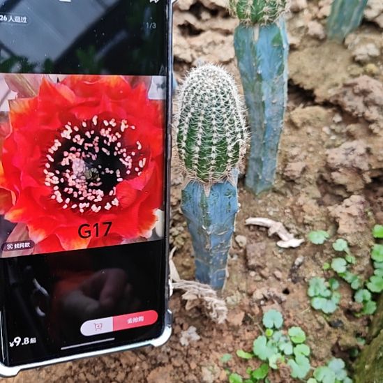 彩草g17龙神木嫁接清红色