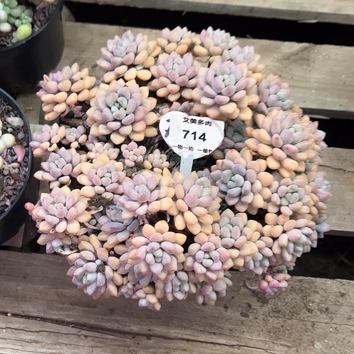 红陶多*多头多肉植物一颗