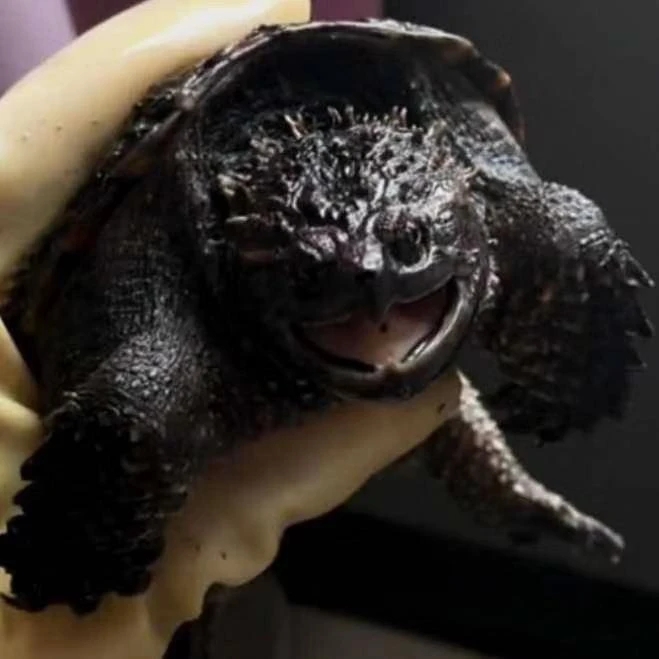 高品质人工养殖宠物龟活体直播间挑选链接