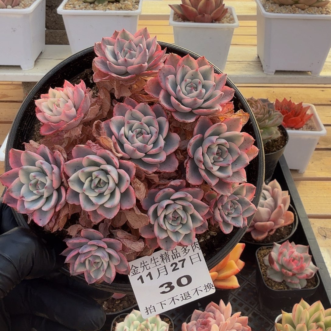 1127-30奶油黄桃锦群