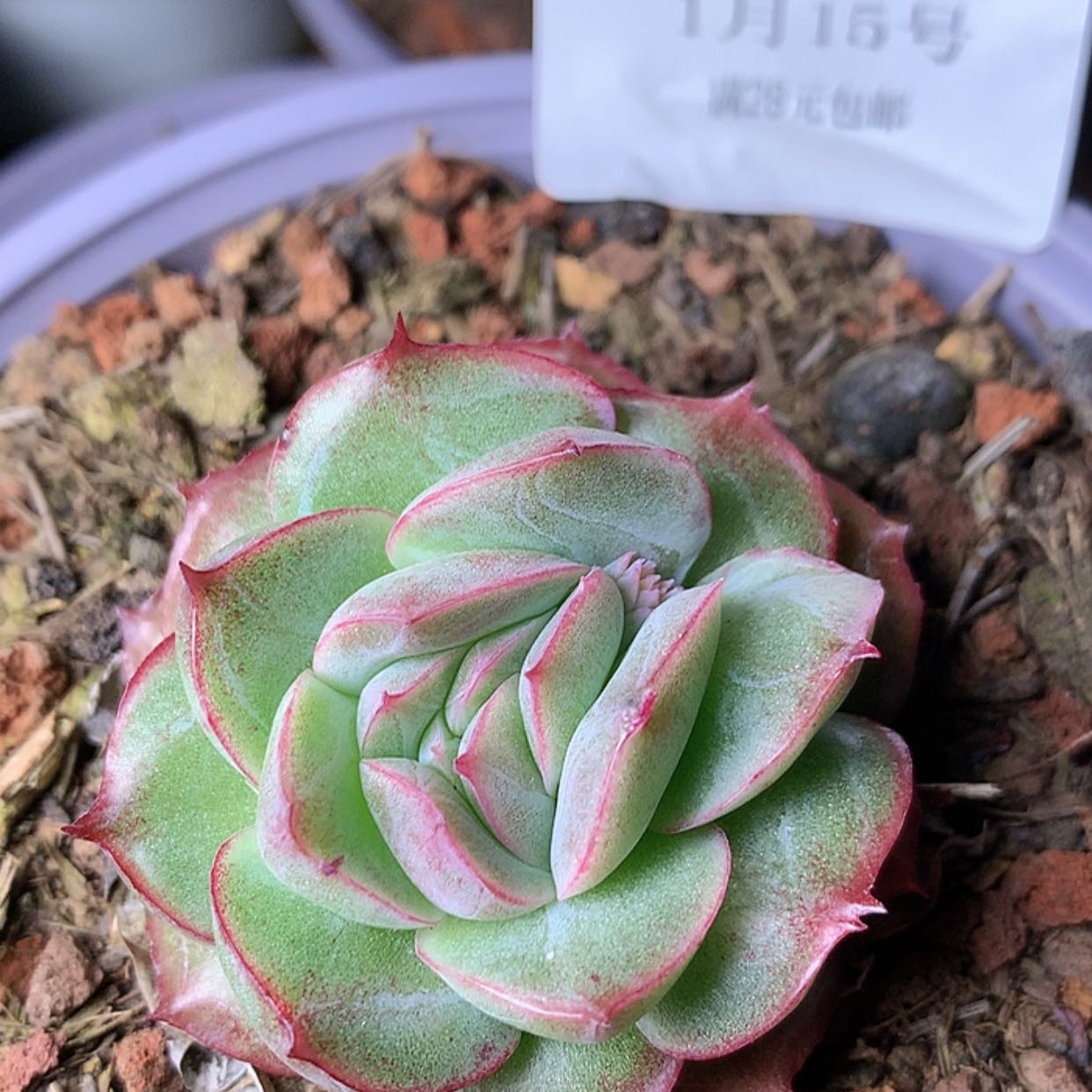 【闪购商品】云751