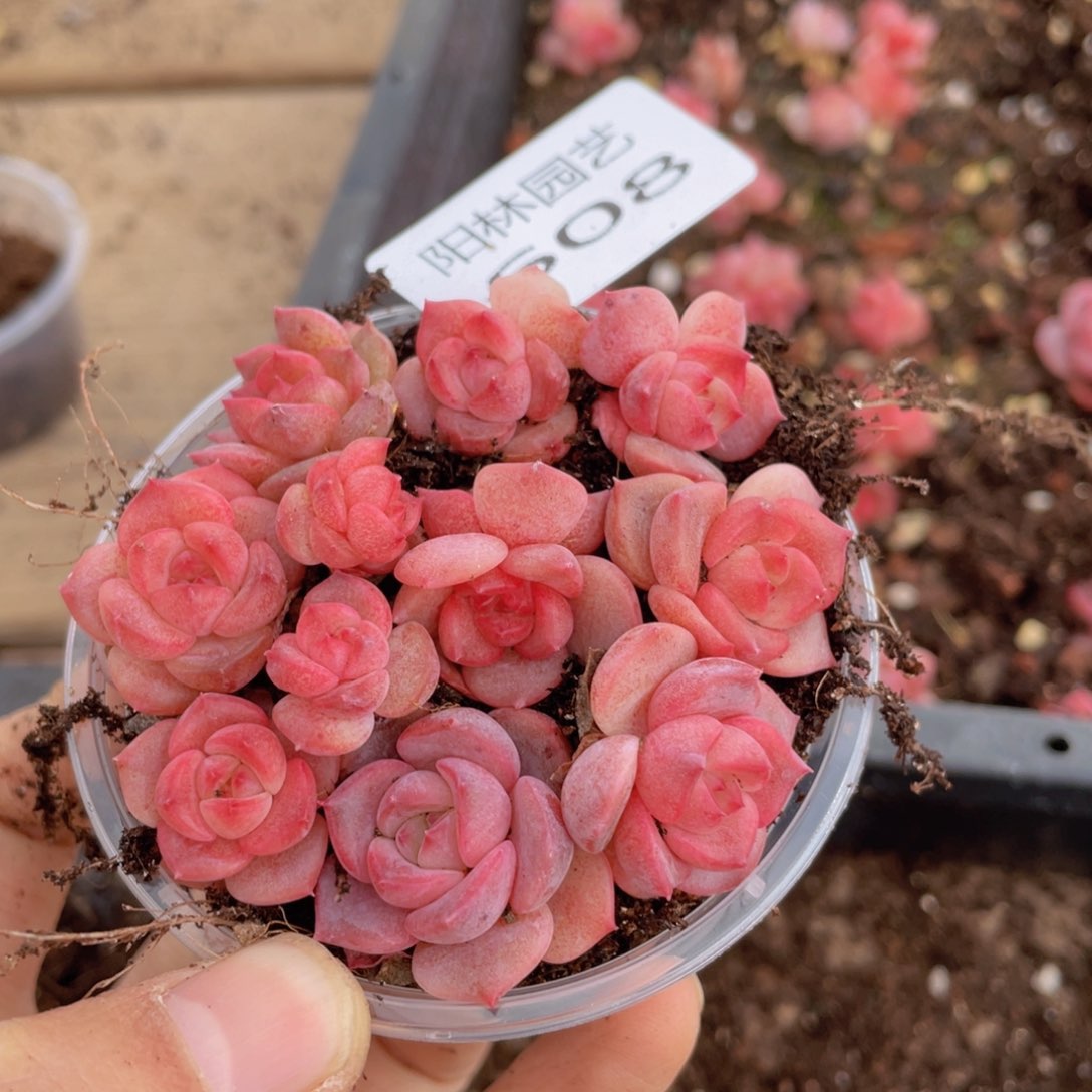 多肉植物多肉植物608 