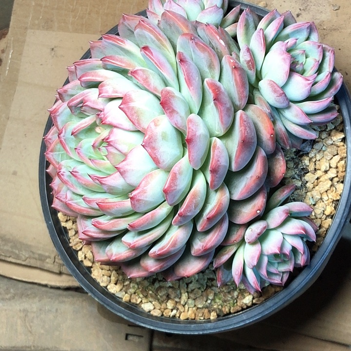 蓝**薇8///////////////////