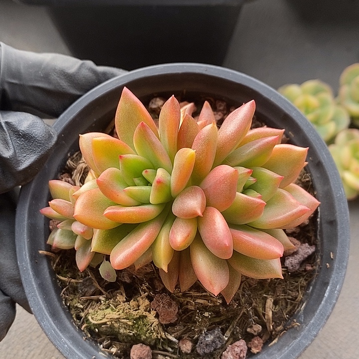 红酒红锦三头多肉植物