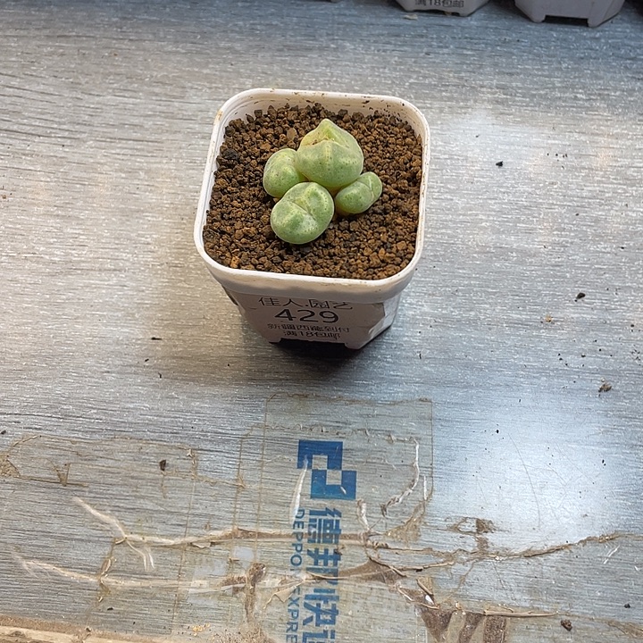 漆***涟佳人园艺多肉生石花429