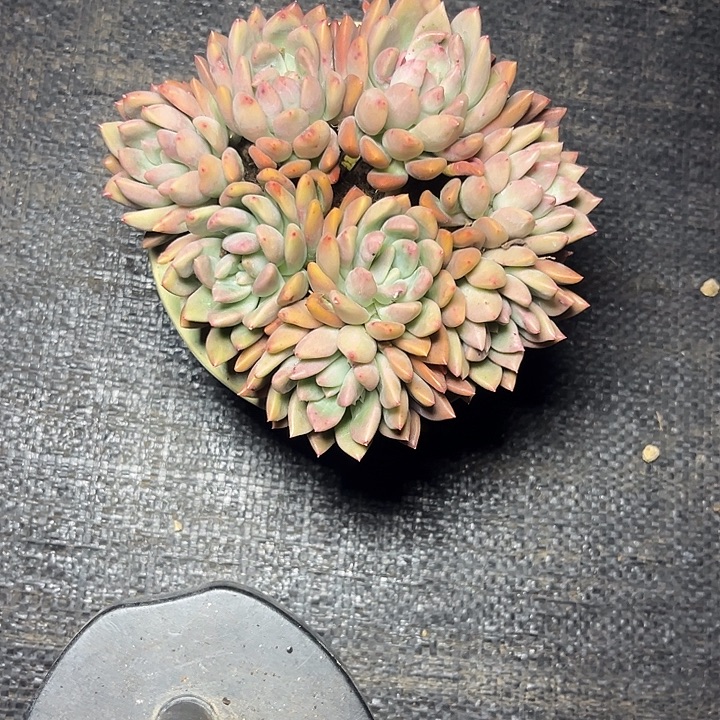 L***～多肉植物冰心公主