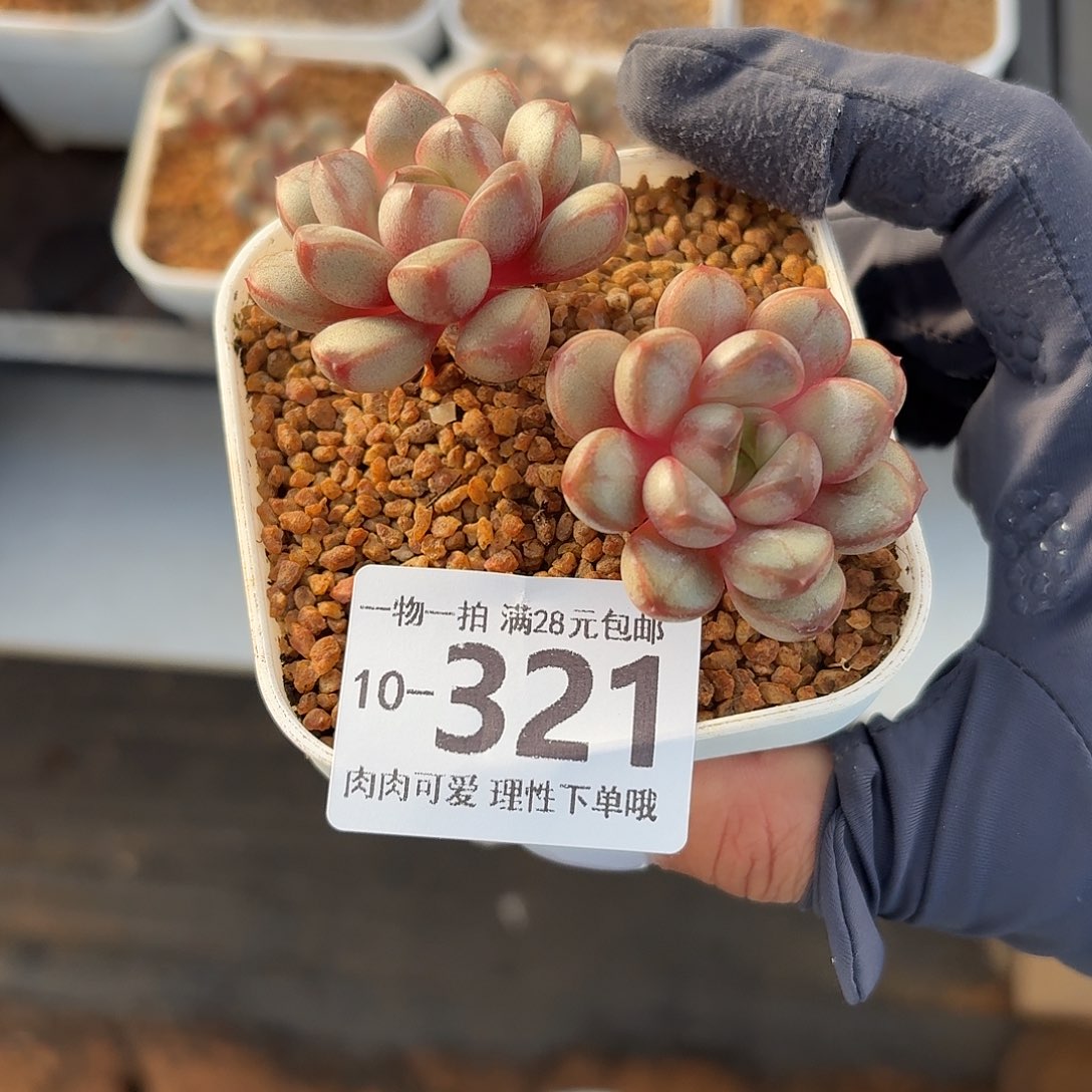 葡萄无盆土发货无