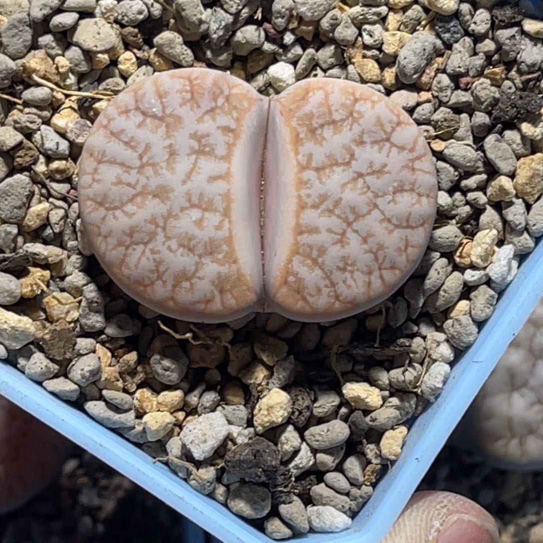 7031拿铁荒1尺寸3.6