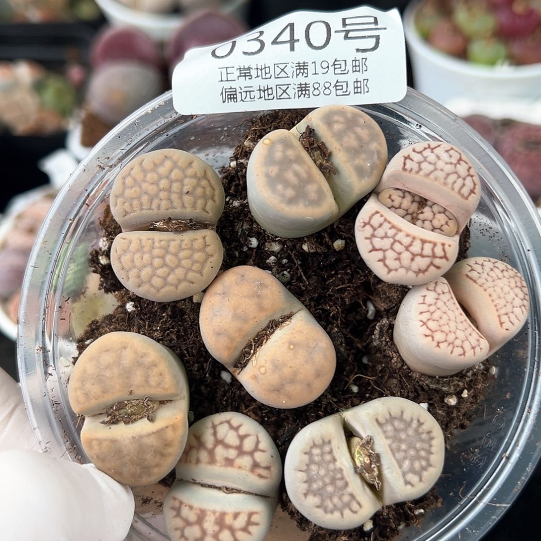 好养易活生石花大母本0340