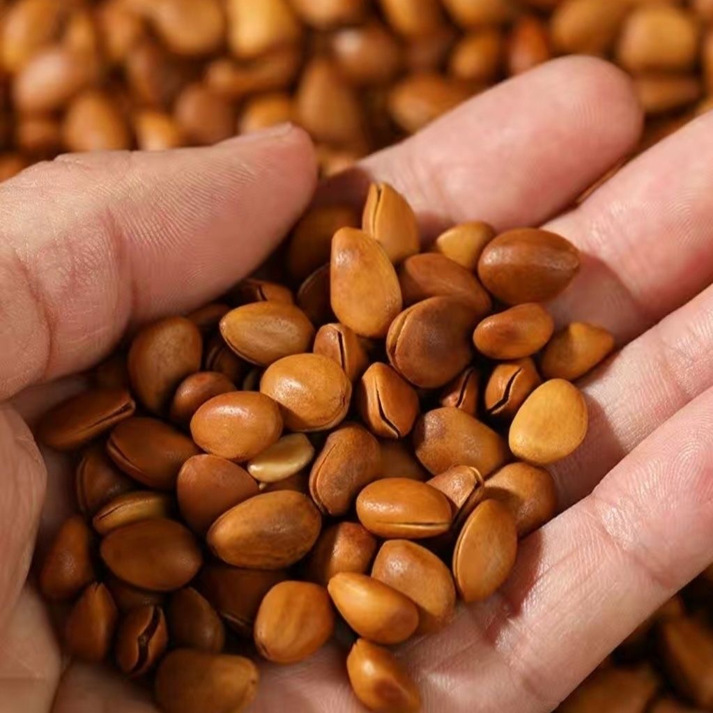 950大开口大颗粒手剥开口东北红松子果仁饱满休闲坚果零食