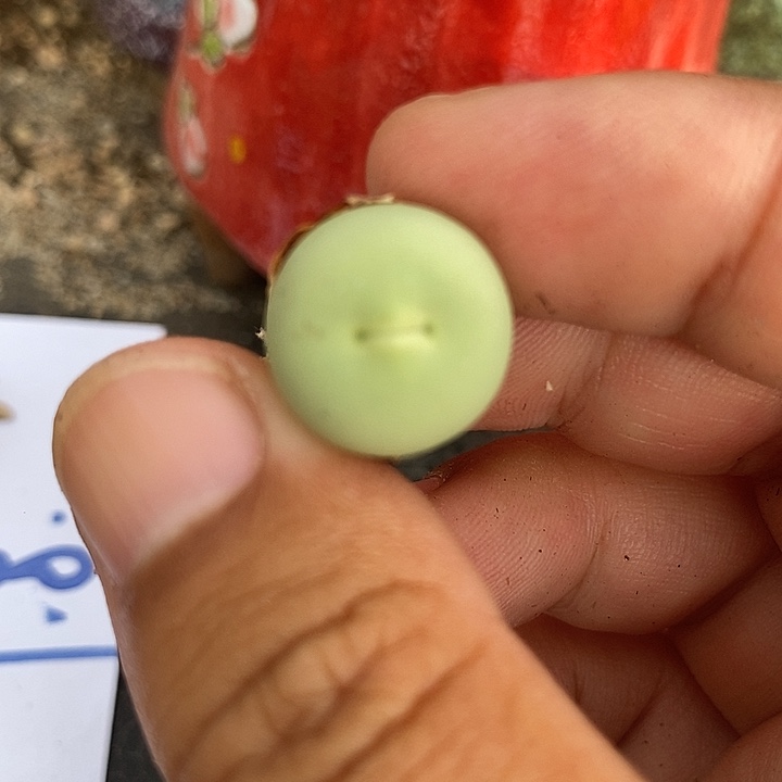 22501鸽子蛋一颗