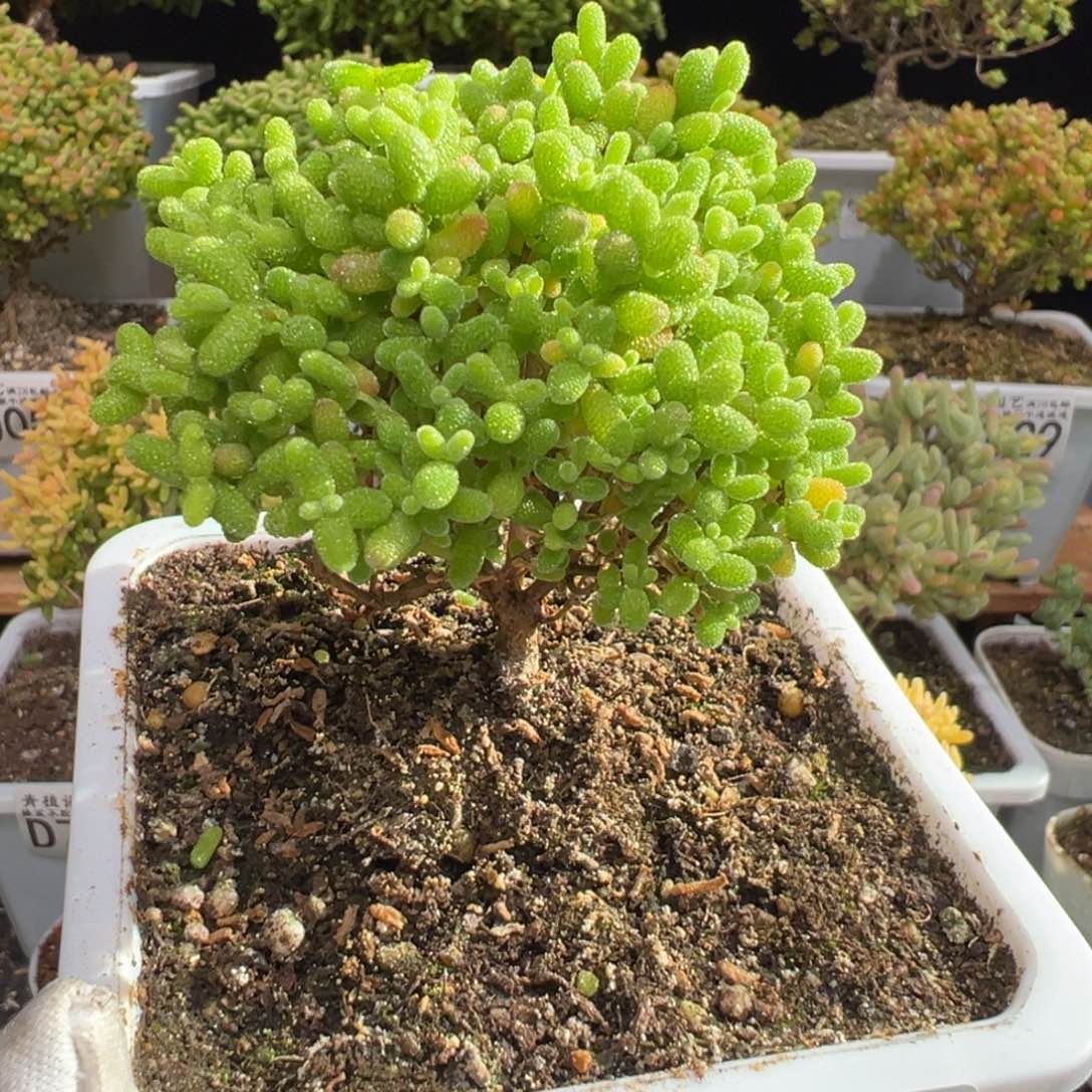 D7031金桔糖球枝干