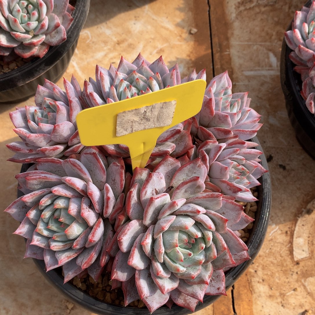 粉蓝鸟82728722882