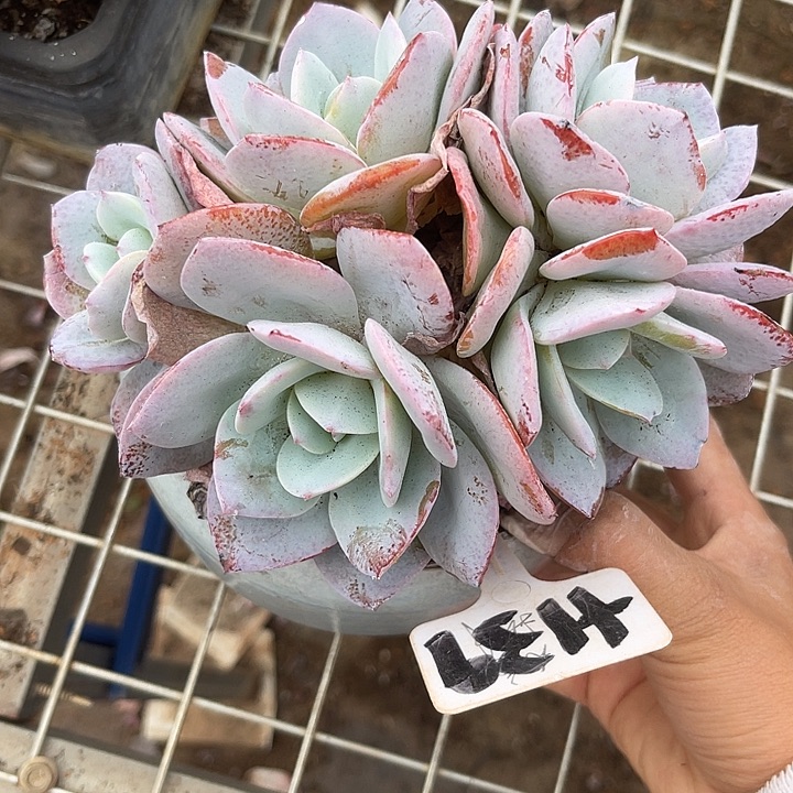 两单包邮，一物一拍139