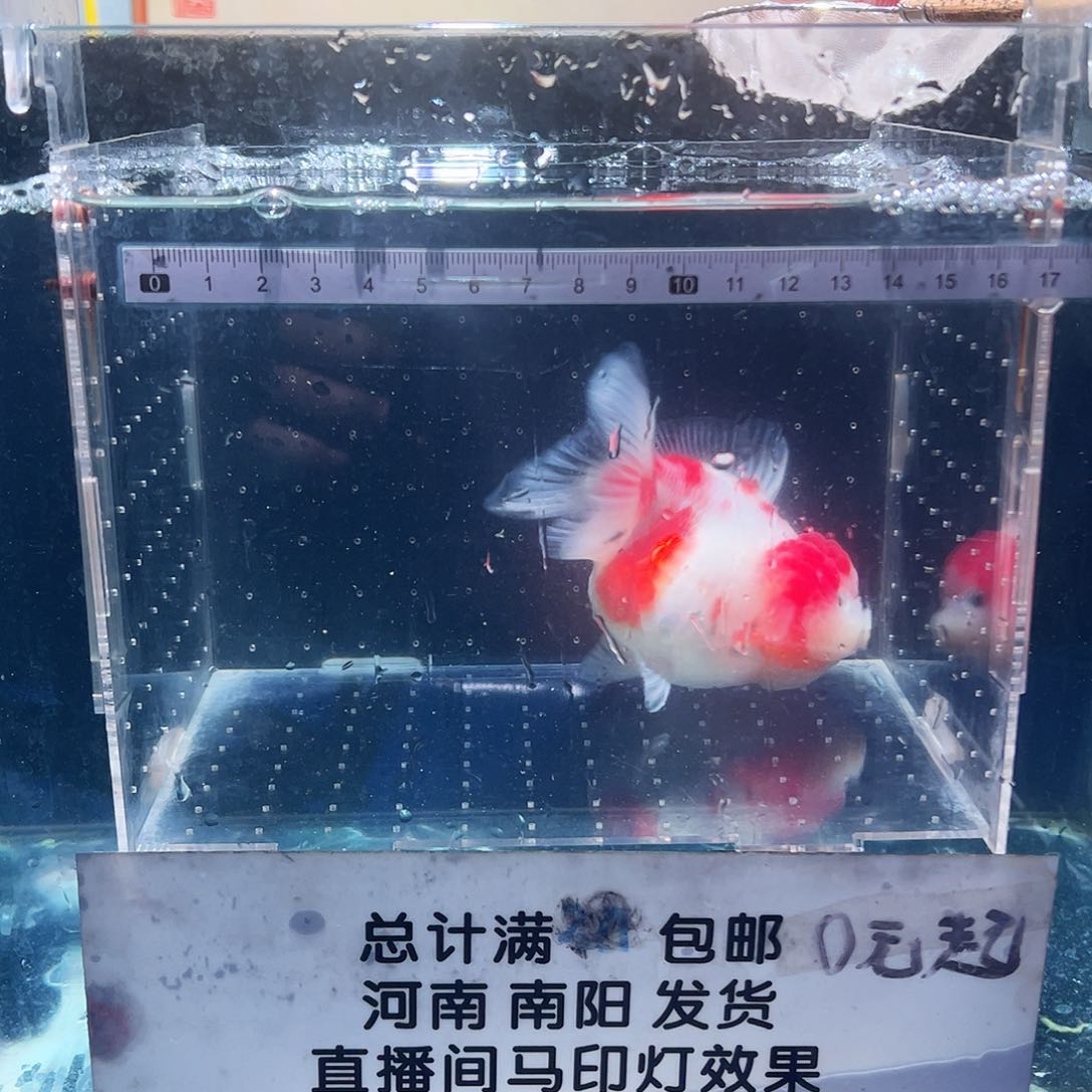 金鱼111111111111