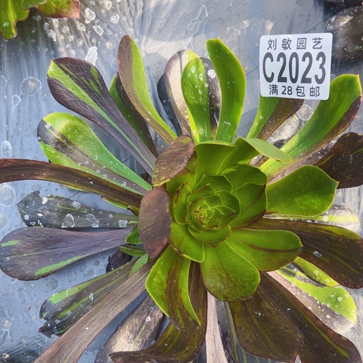 2023无毒水墨丹青多肉植物