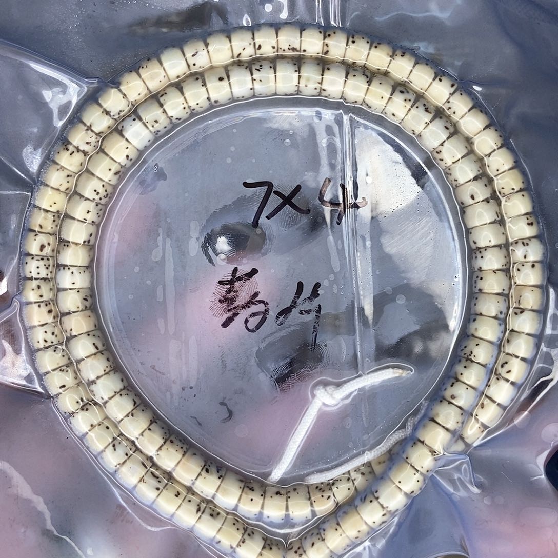 星月菩提手串星月 