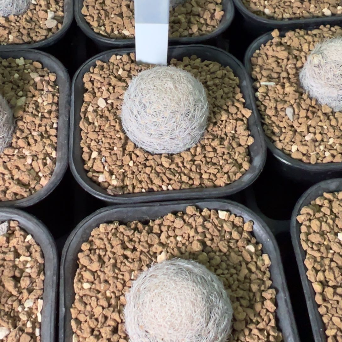 屏***店姬玉多肉植物带盆土478