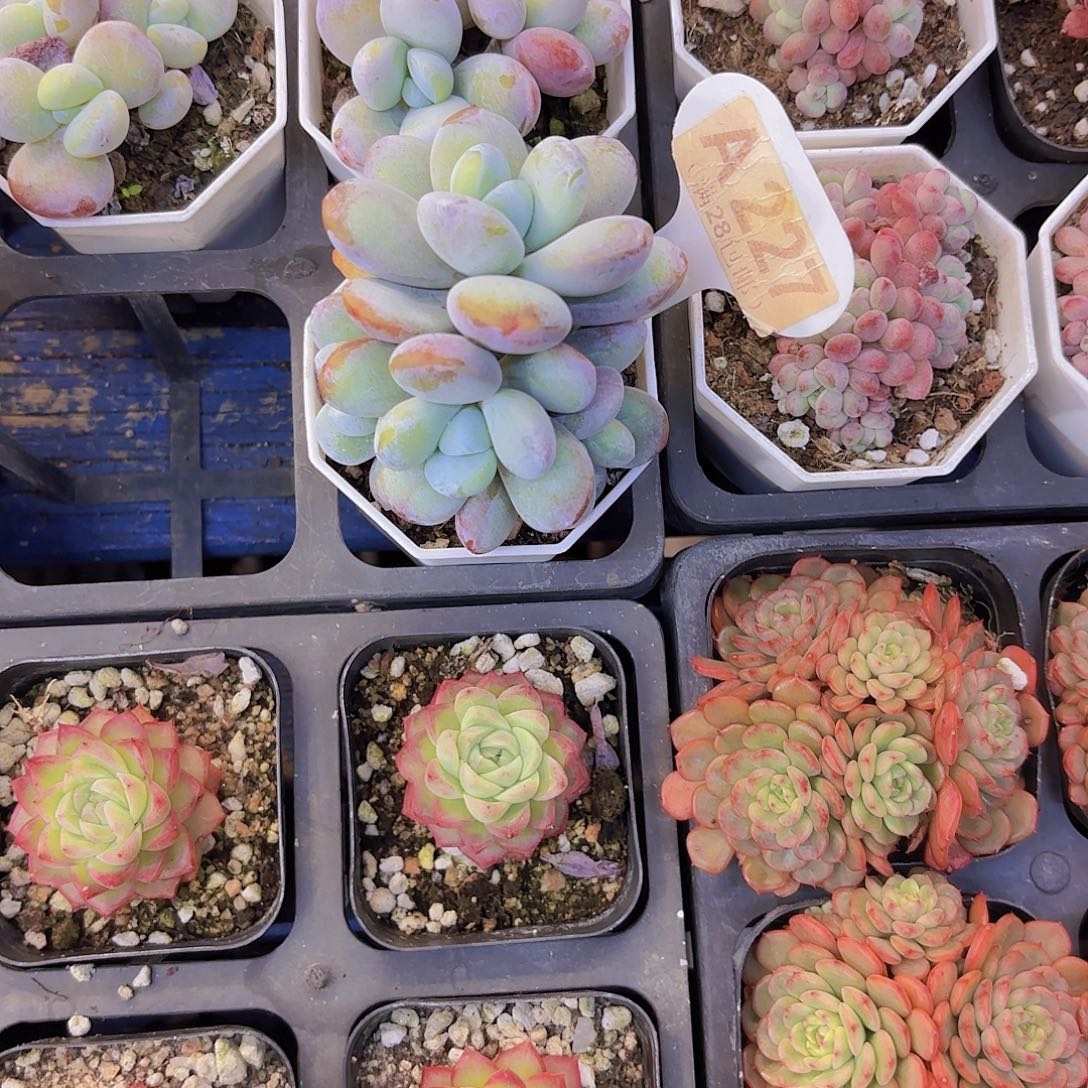 ~***~A227雪美人一物语拍