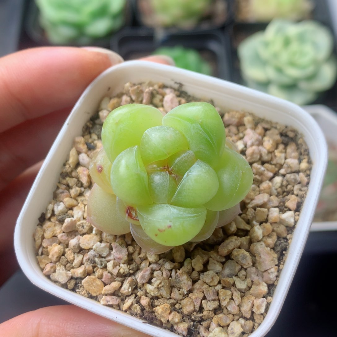 58包邮  群生不包整 3