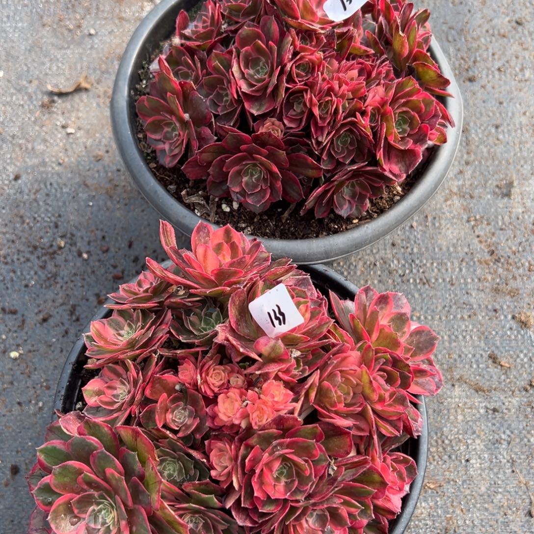 野***林132133黑魔锦八毛缀多肉