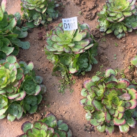 101万圣节不包断枝