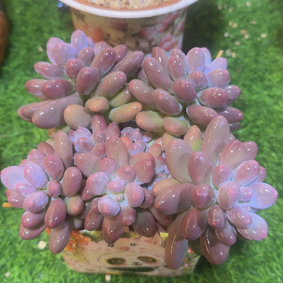 无花朵雪丽滋一物一拍