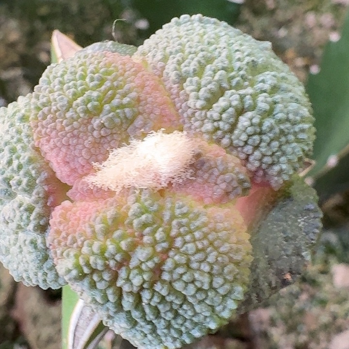 无花朵密尤菜花778