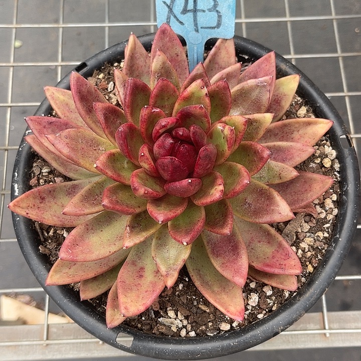 两单包邮，一物一拍43丰沛玫瑰