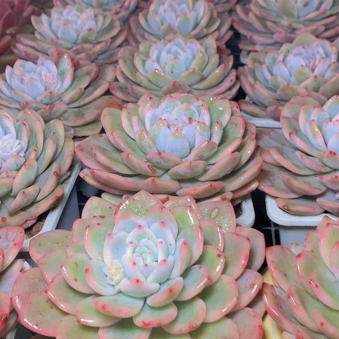 梦露锦35的第一77899万