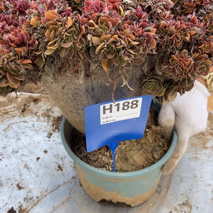 龗***H188玫瑰玫瑰玫瑰