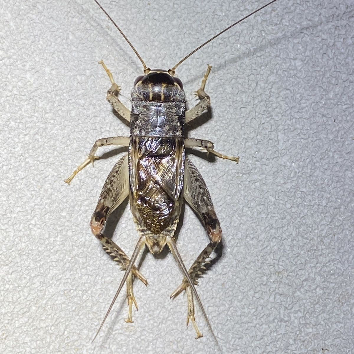 蟋蟀活体包活蛐蛐精品斗蟋自抓野生秋虫中华斗蟋