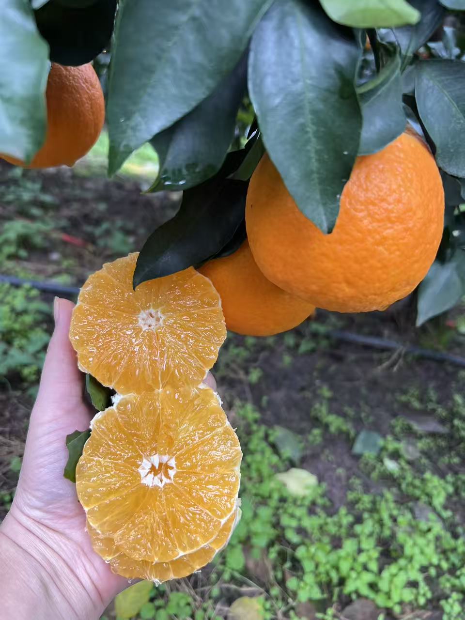 【皮薄无籽】四川眉山爱媛38号果冻橙核心产地新鲜采摘香甜爆汁