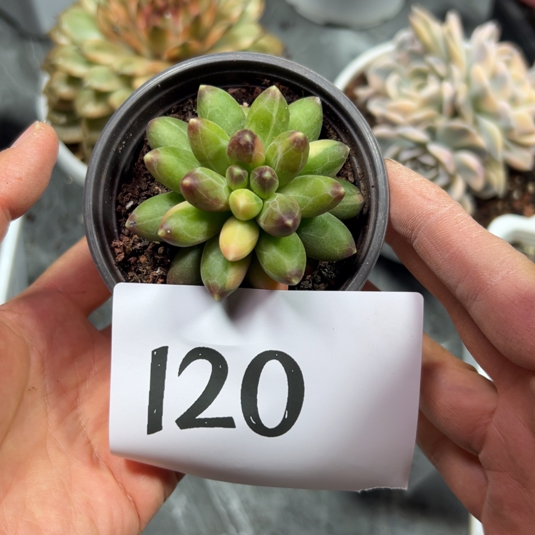 s***y120、单独发反反复复方法