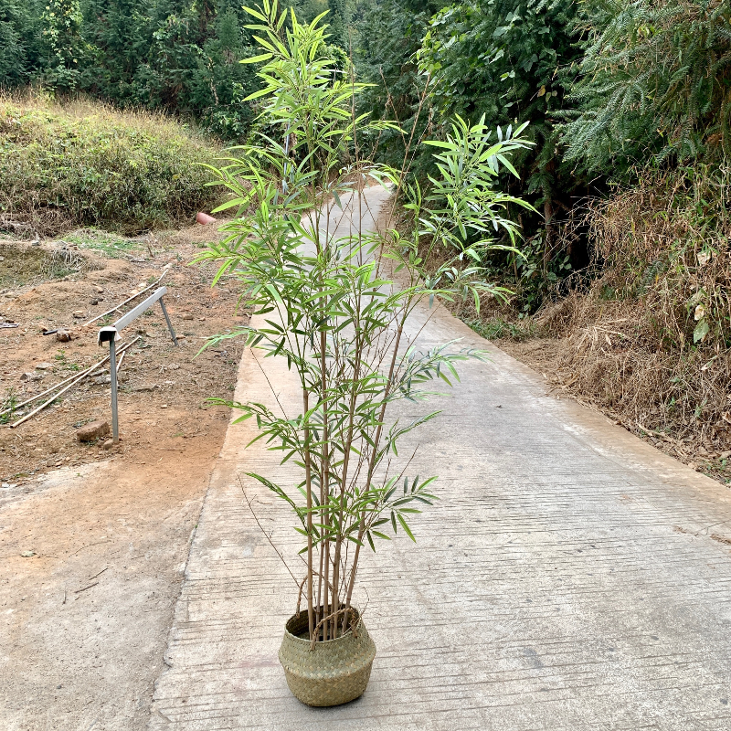 仿真禅意盆竹 假竹子 真竹杆 胶片竹叶