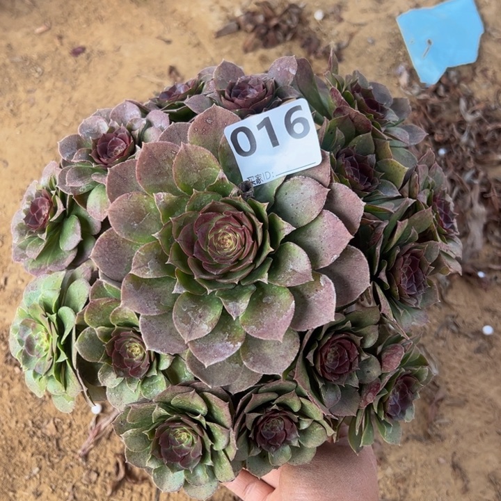 万圣节微瑕多肉植物016