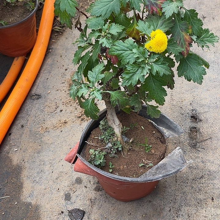 清***醒25菊花菊花菊花菊花