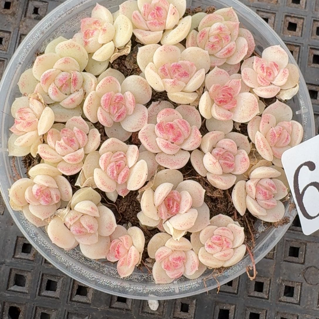 多肉植物多肉植物614