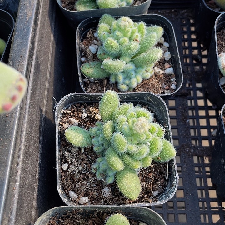 信冻泥带盆土发货