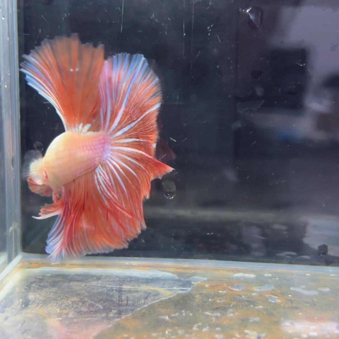 斗鱼浅色特殊尾hhhh