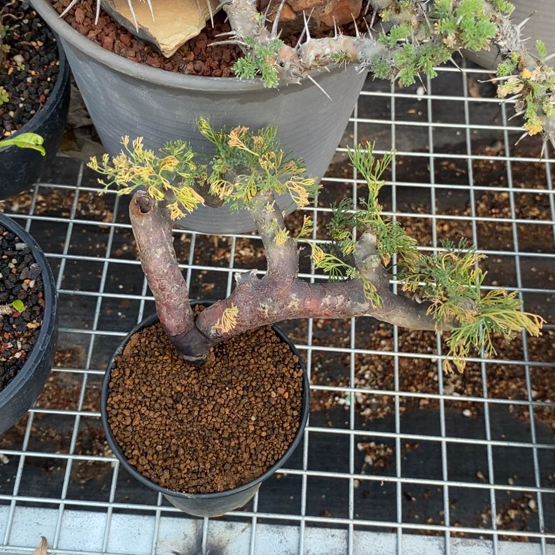 黑皮月界多肉植物