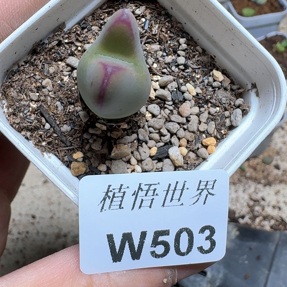 503盒多肉植物哇cv