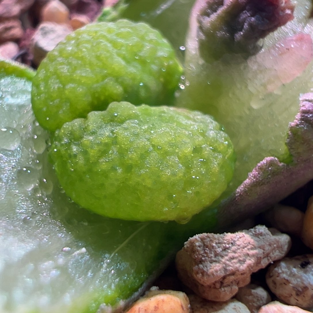 0355，新头紫云，肉锥植物